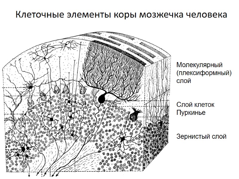 Клеточные элементы коры мозжечка человека Молекулярный (плексиформный) слой   Слой клеток Пуркинье 